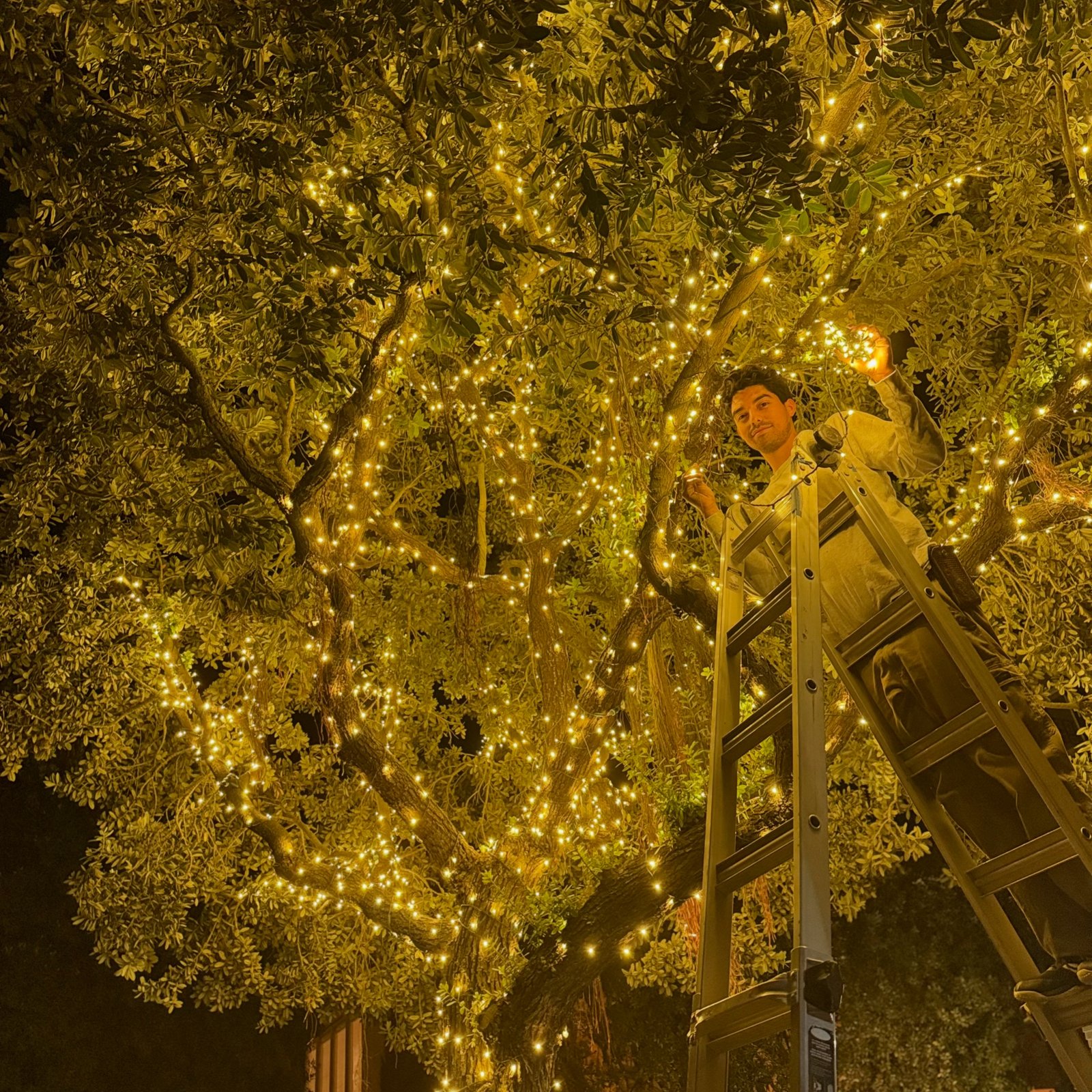 Professional installer wrapping holiday lights throughout a tree